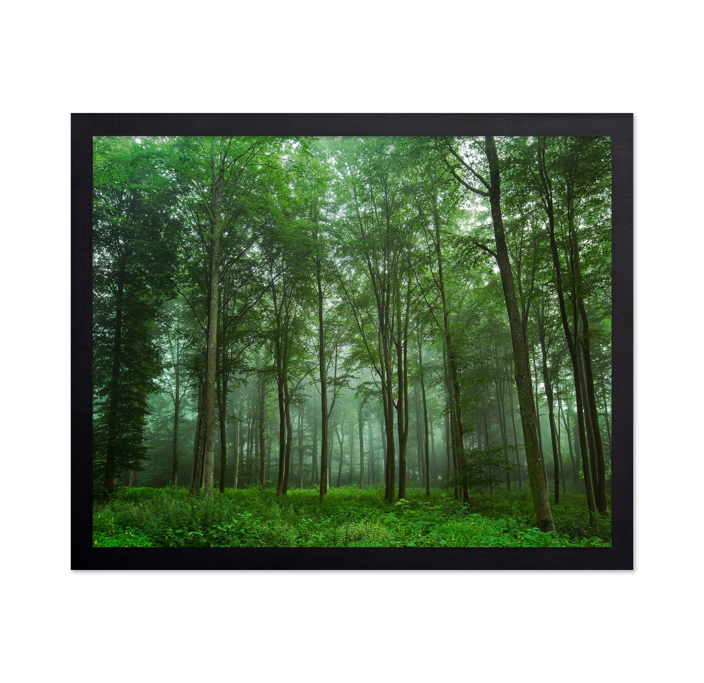 Forest View No 2