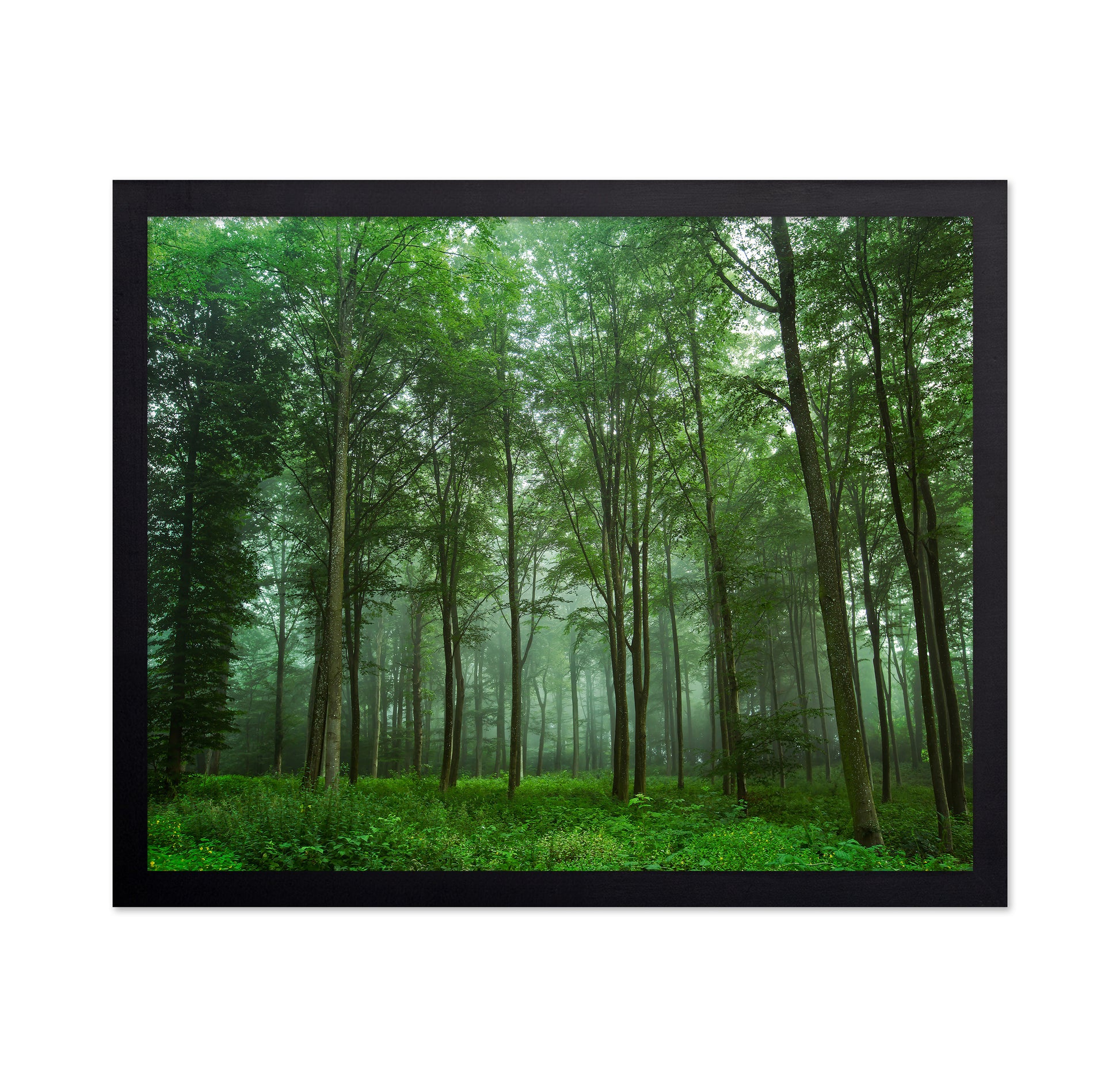 Forest View No 2
