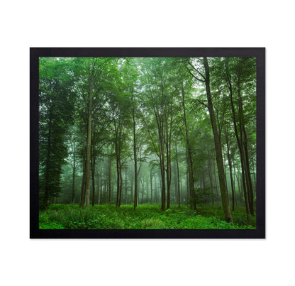 Forest View No 2
