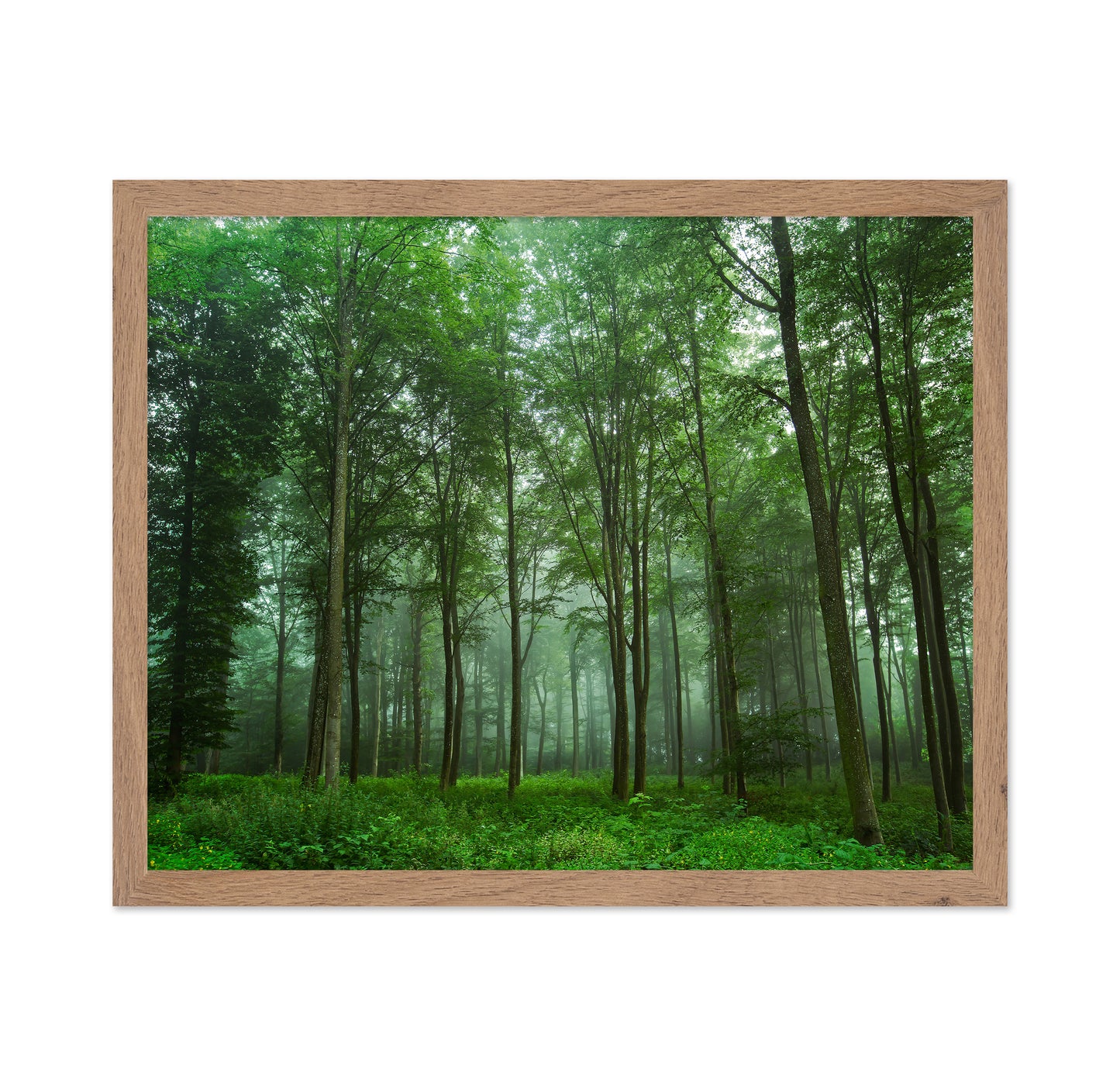 Forest View No 2