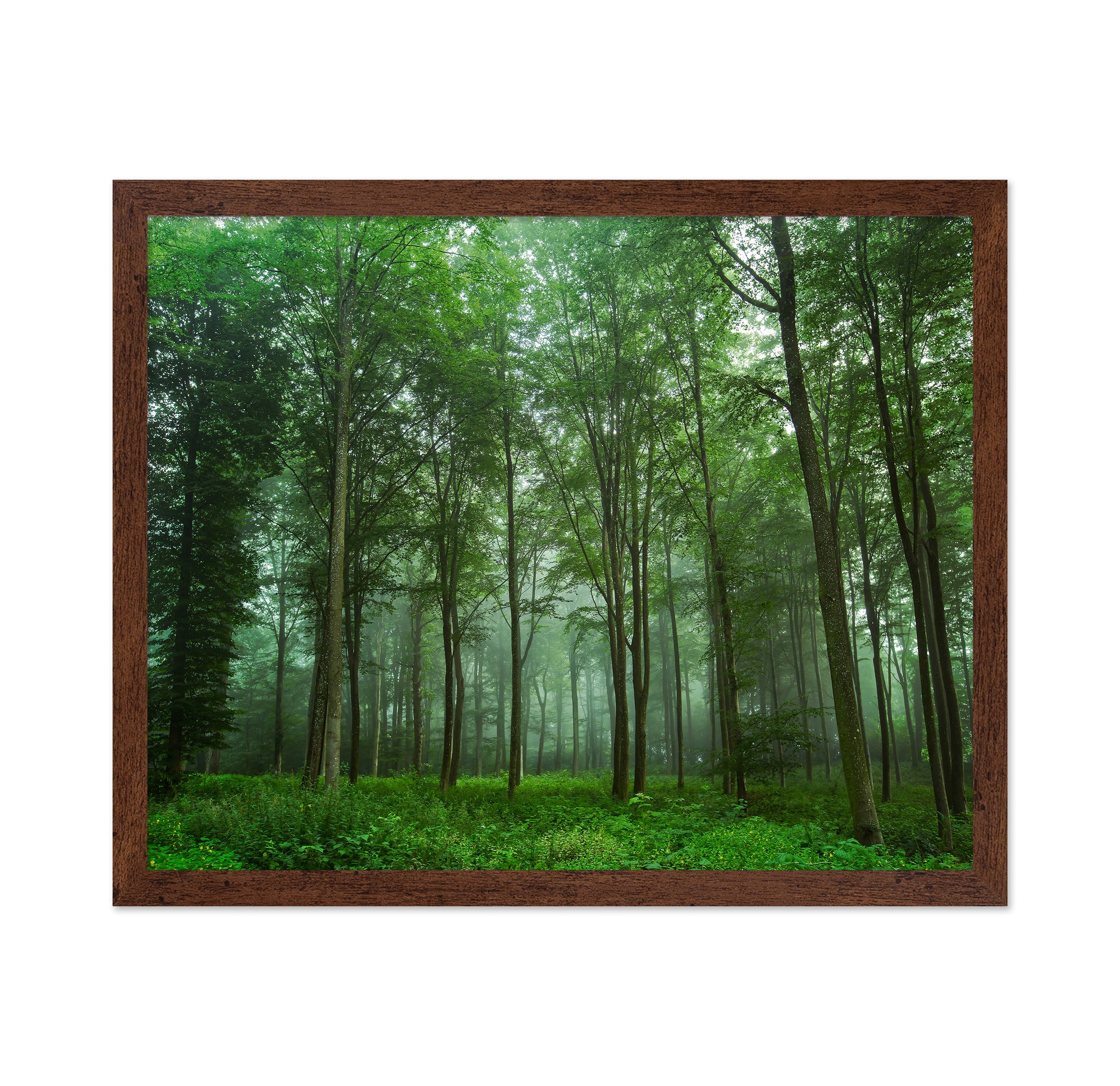 Forest View No 2