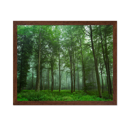Forest View No 2