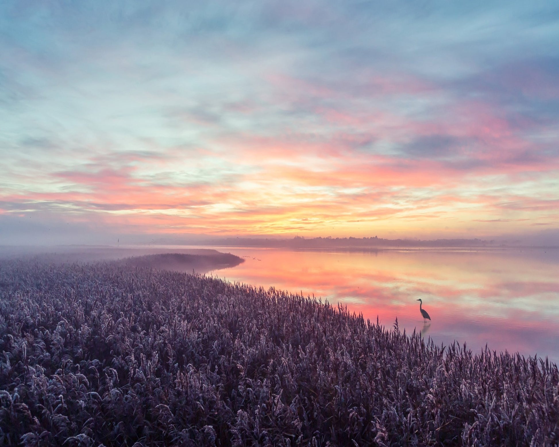 The Heron's Morning View