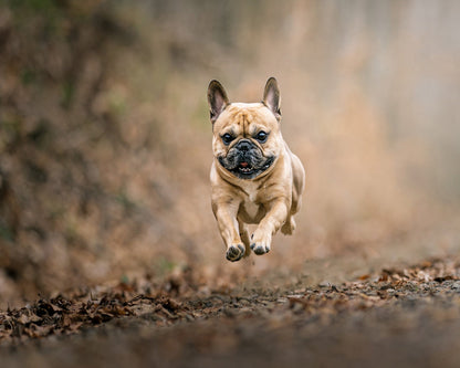 Flying Bruno No 2
