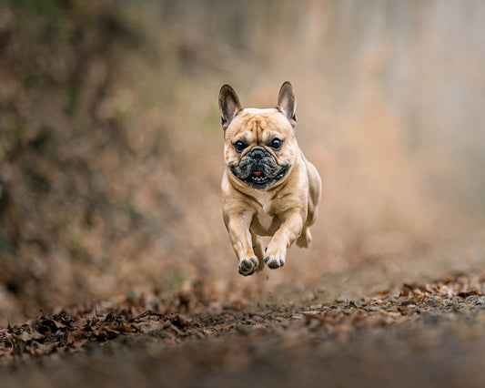 Flying Bruno No 2