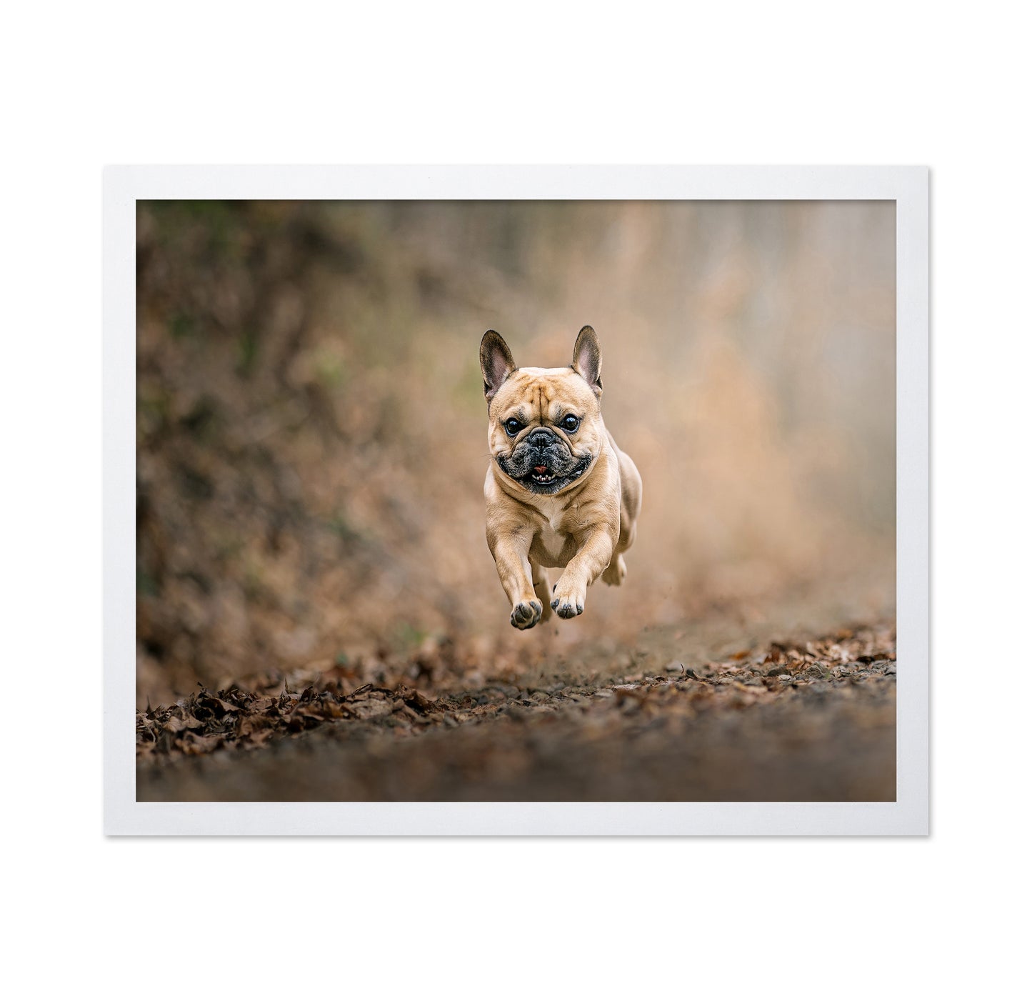 Flying Bruno No 2