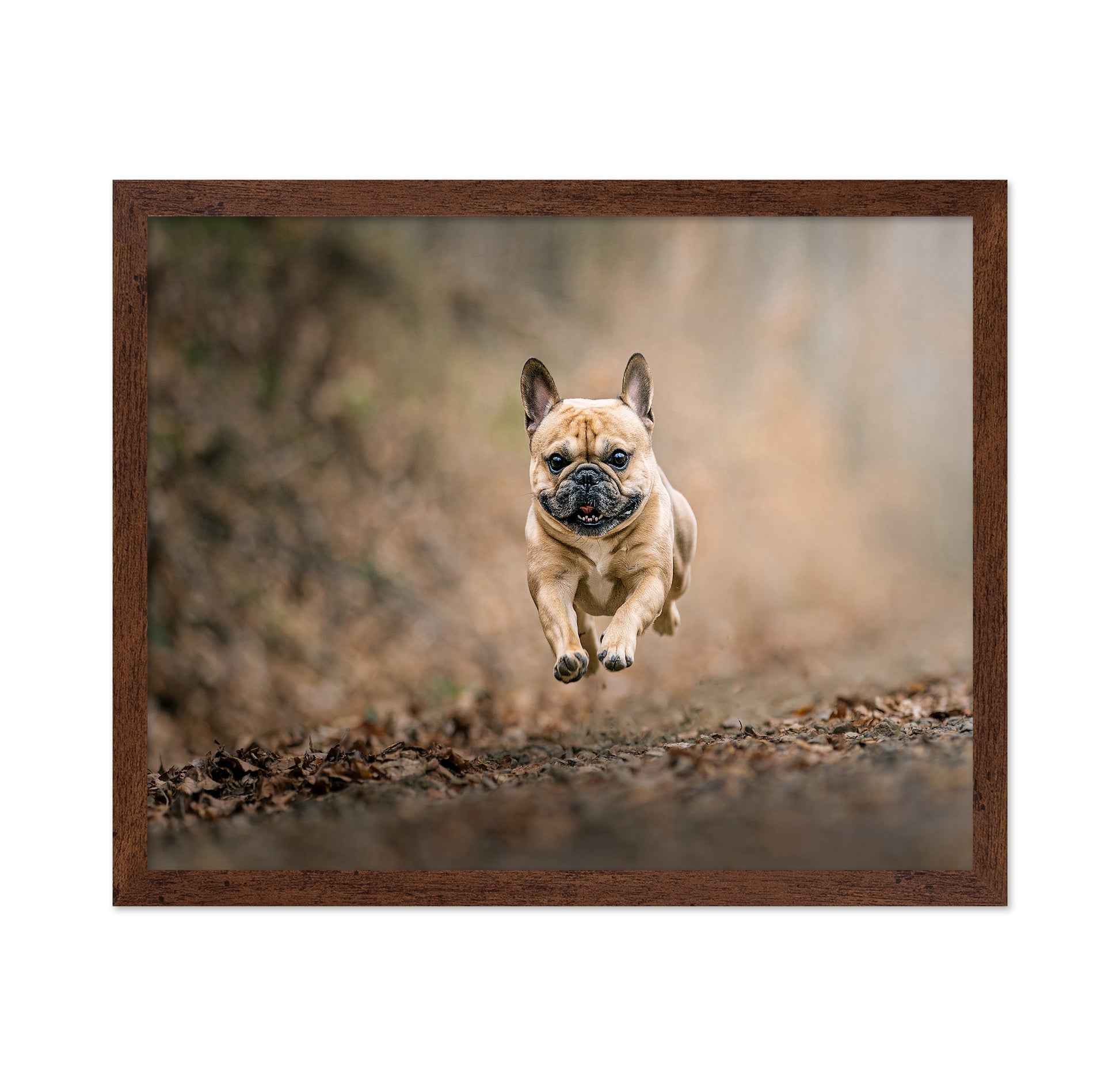 Flying Bruno No 2