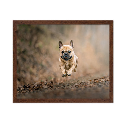 Flying Bruno No 2