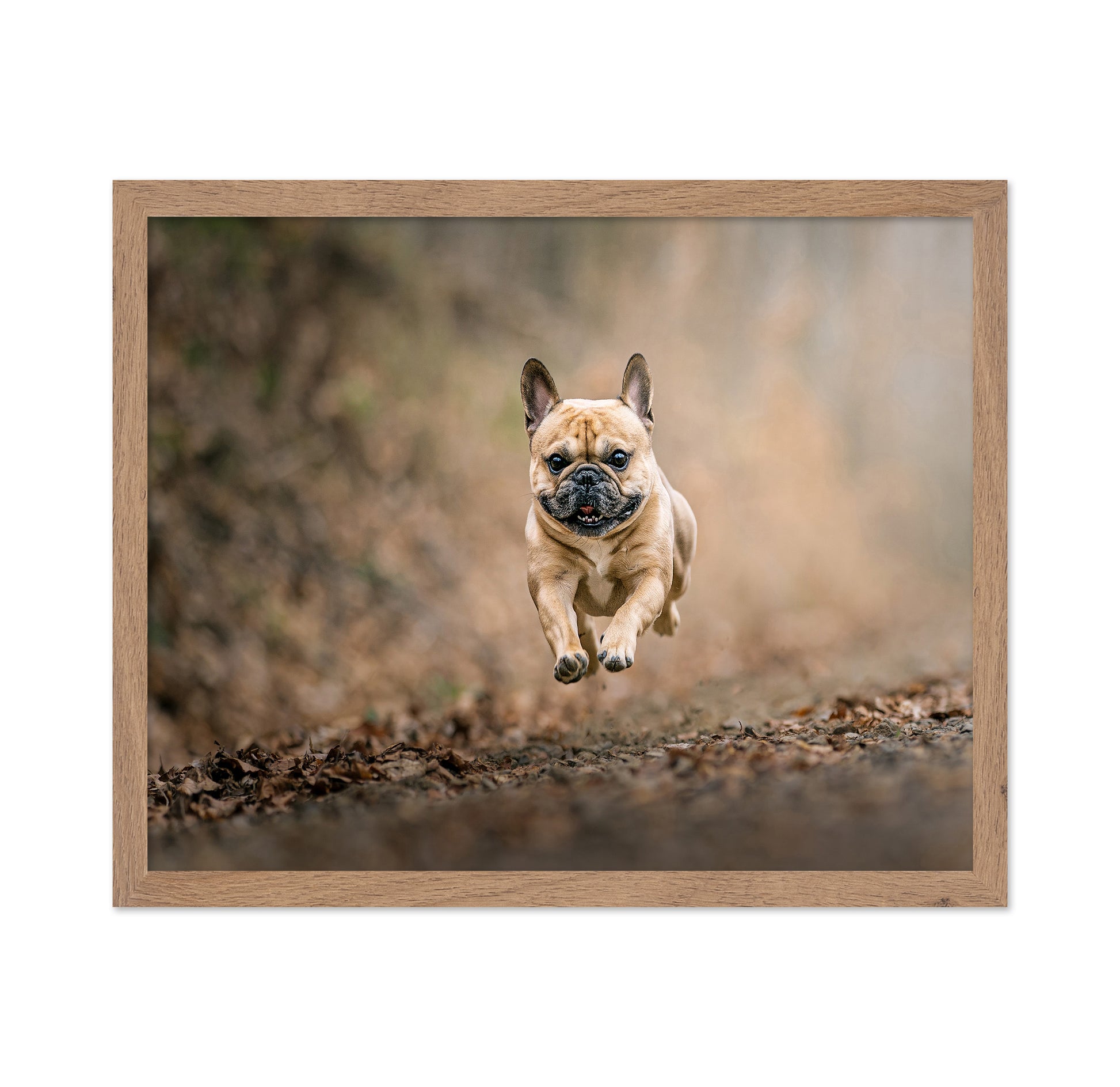 Flying Bruno No 2