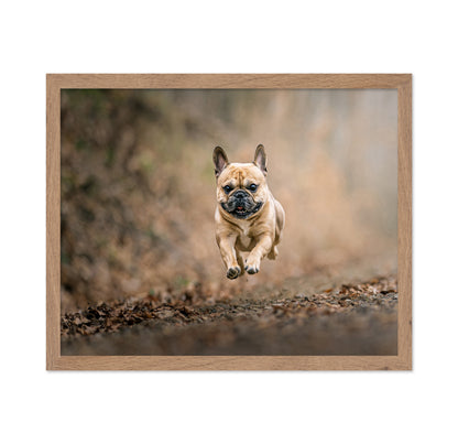 Flying Bruno No 2
