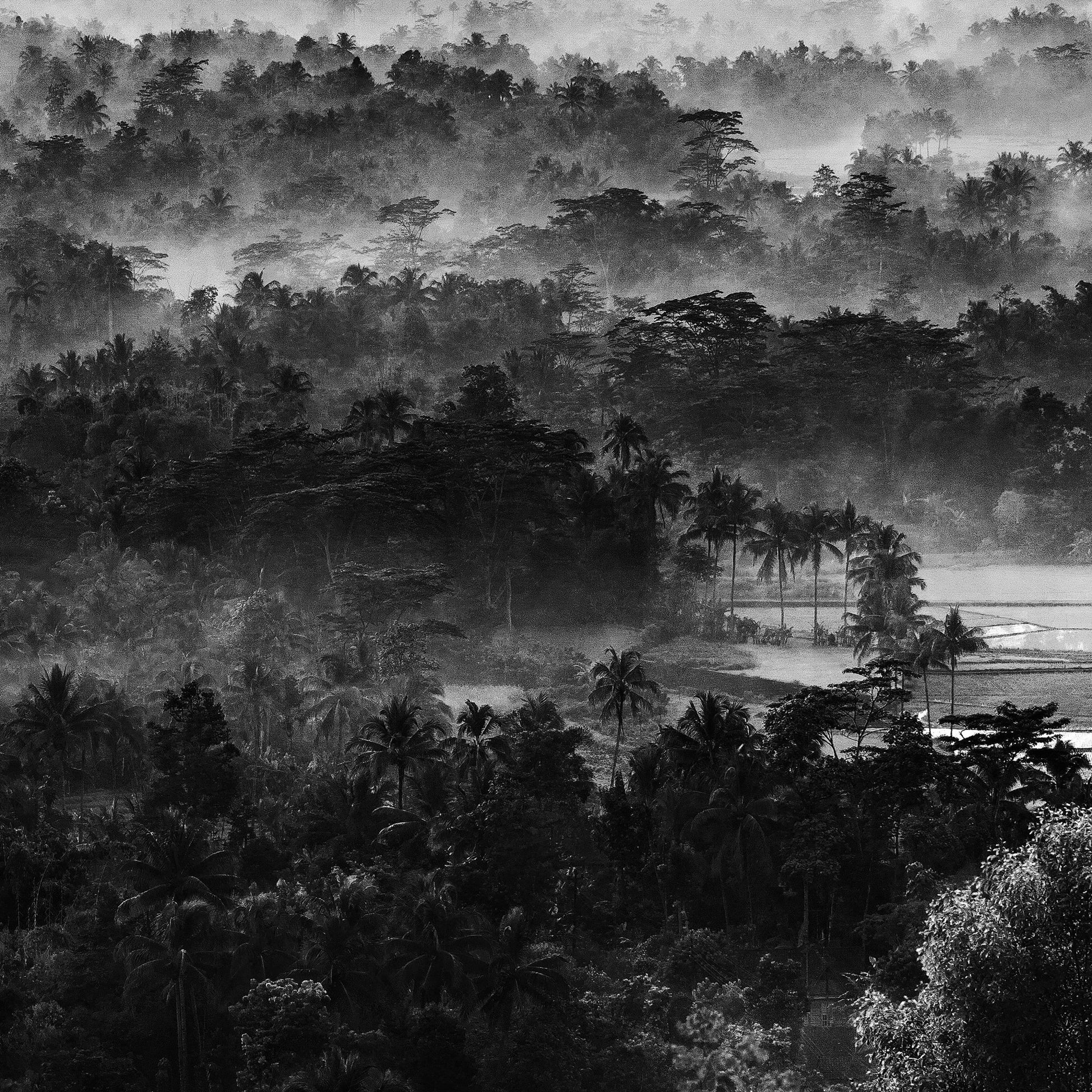 Mist In The Morning