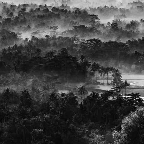 Mist In The Morning