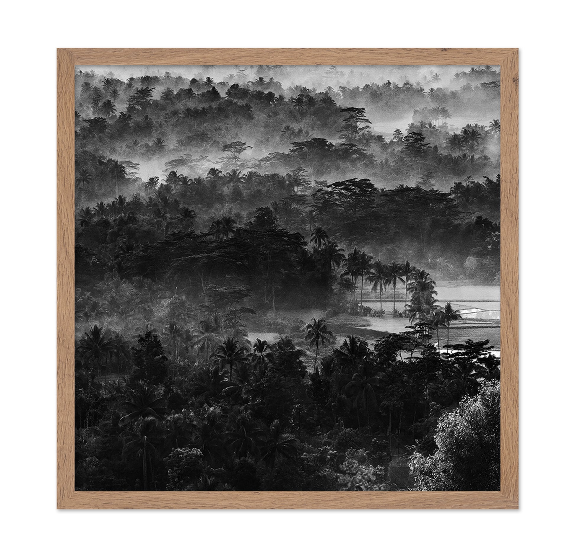 Mist In The Morning