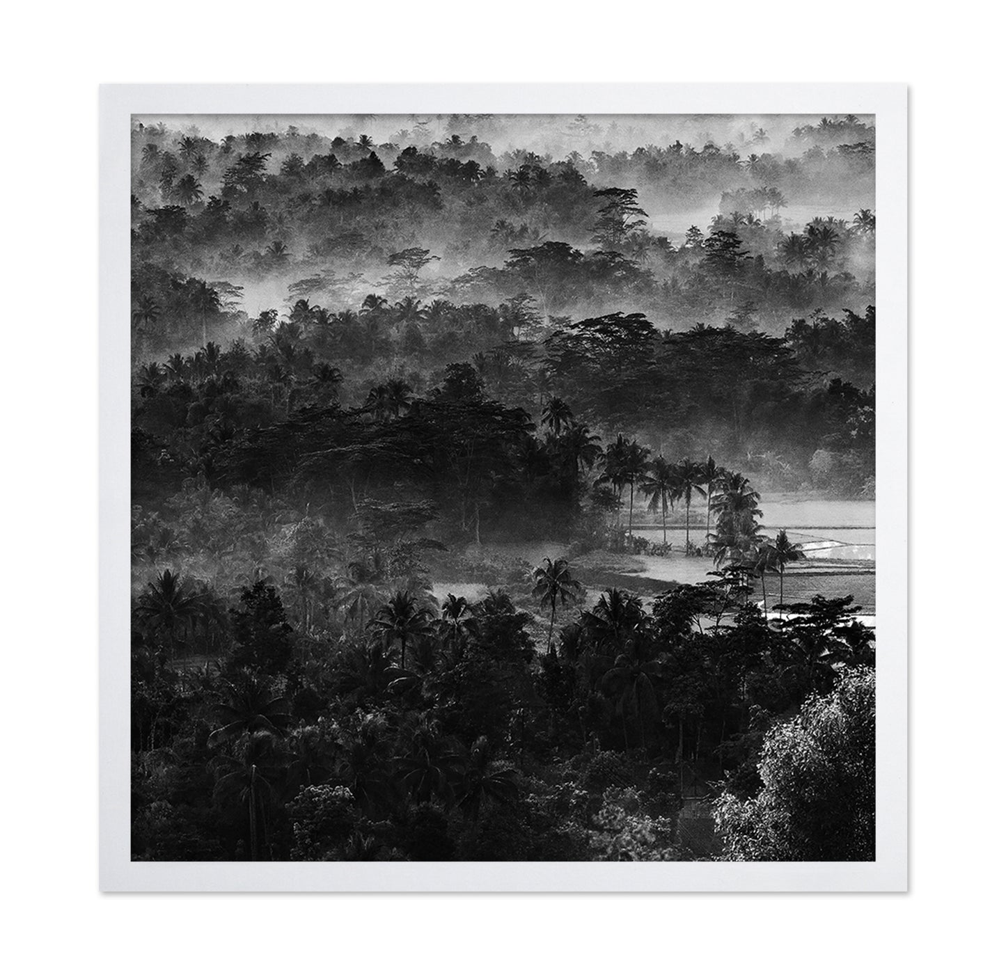 Mist In The Morning