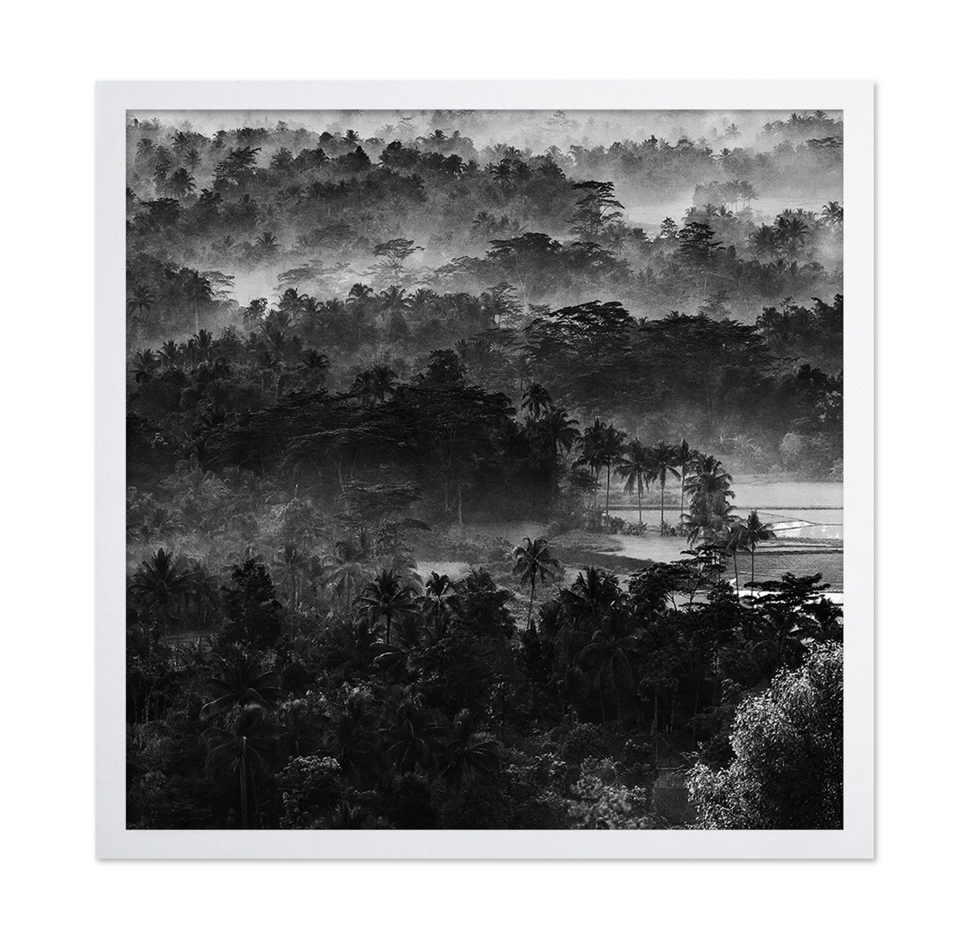 Mist In The Morning