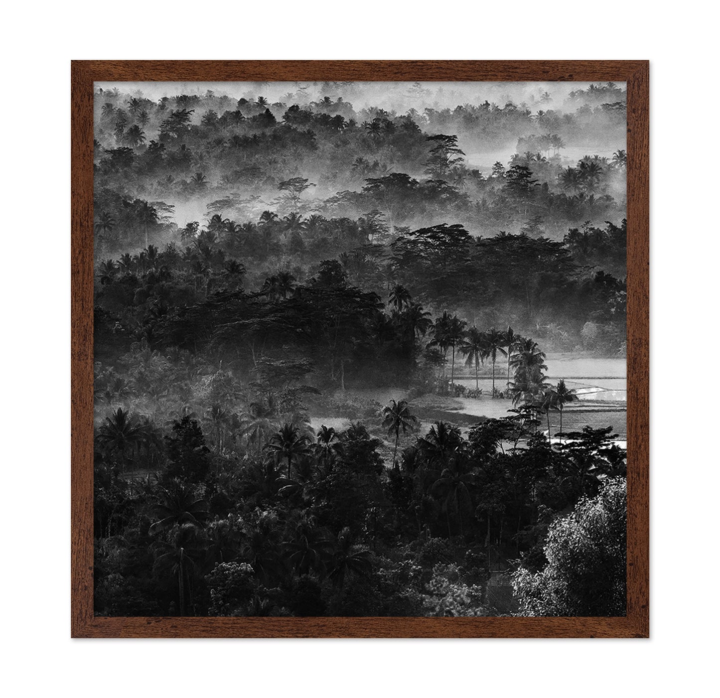 Mist In The Morning