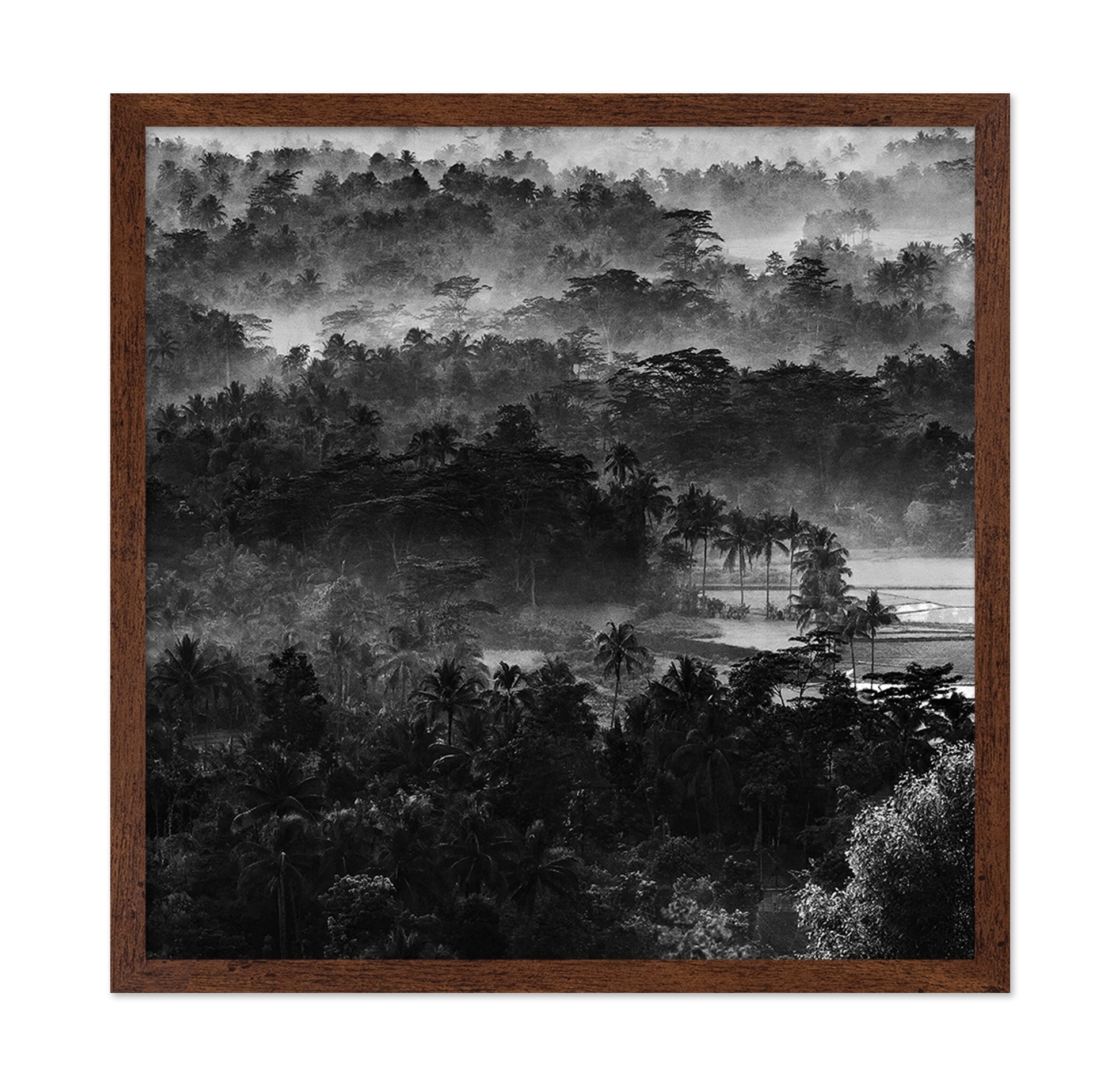 Mist In The Morning