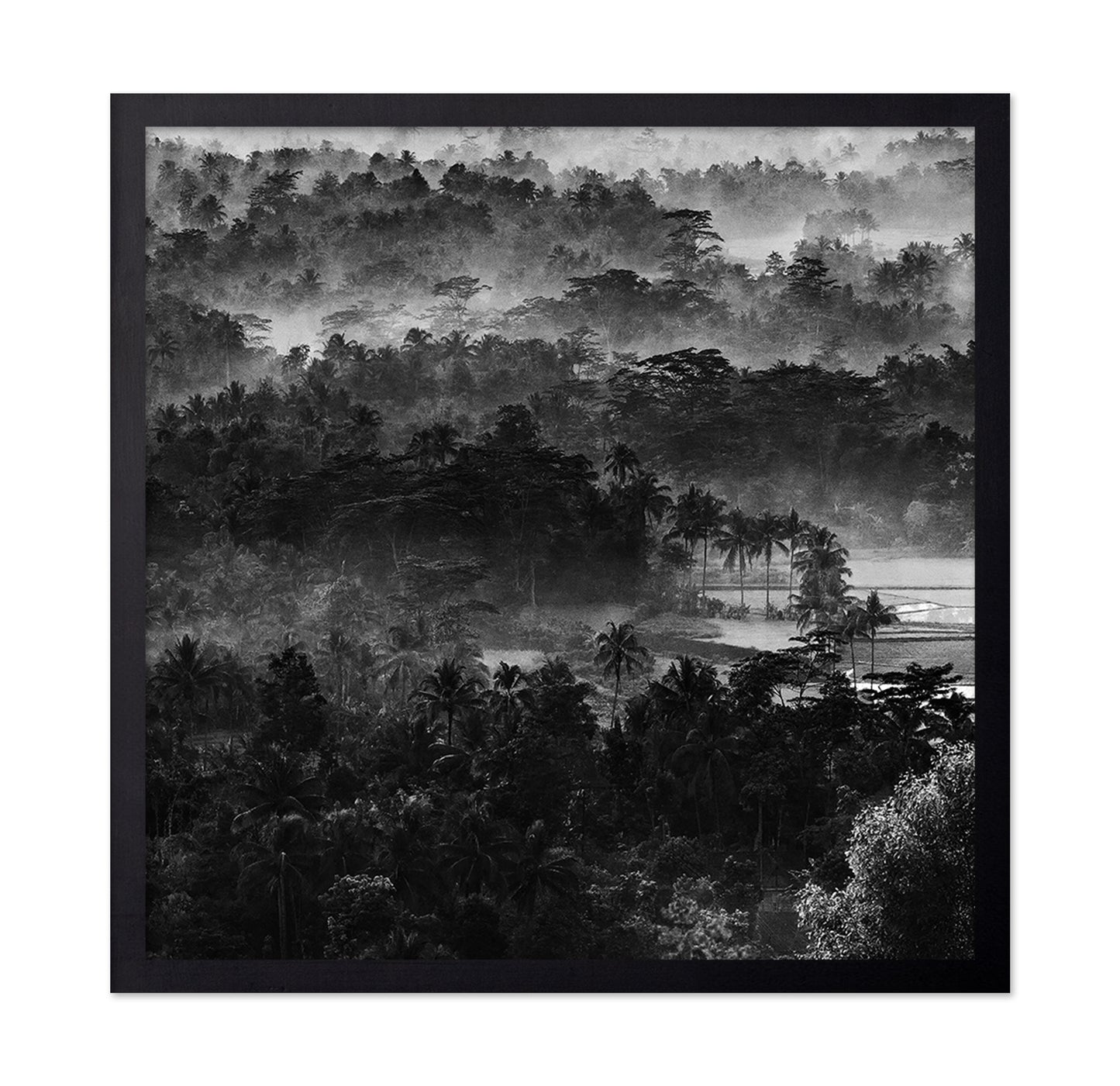 Mist In The Morning