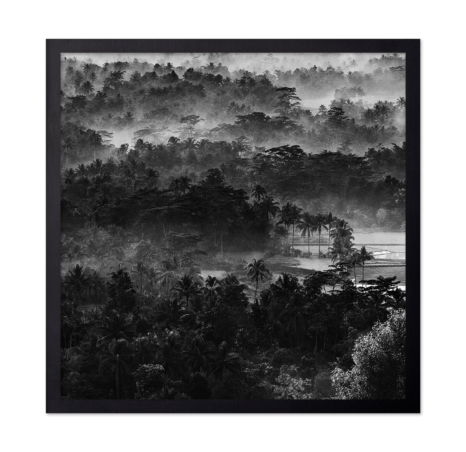 Mist In The Morning