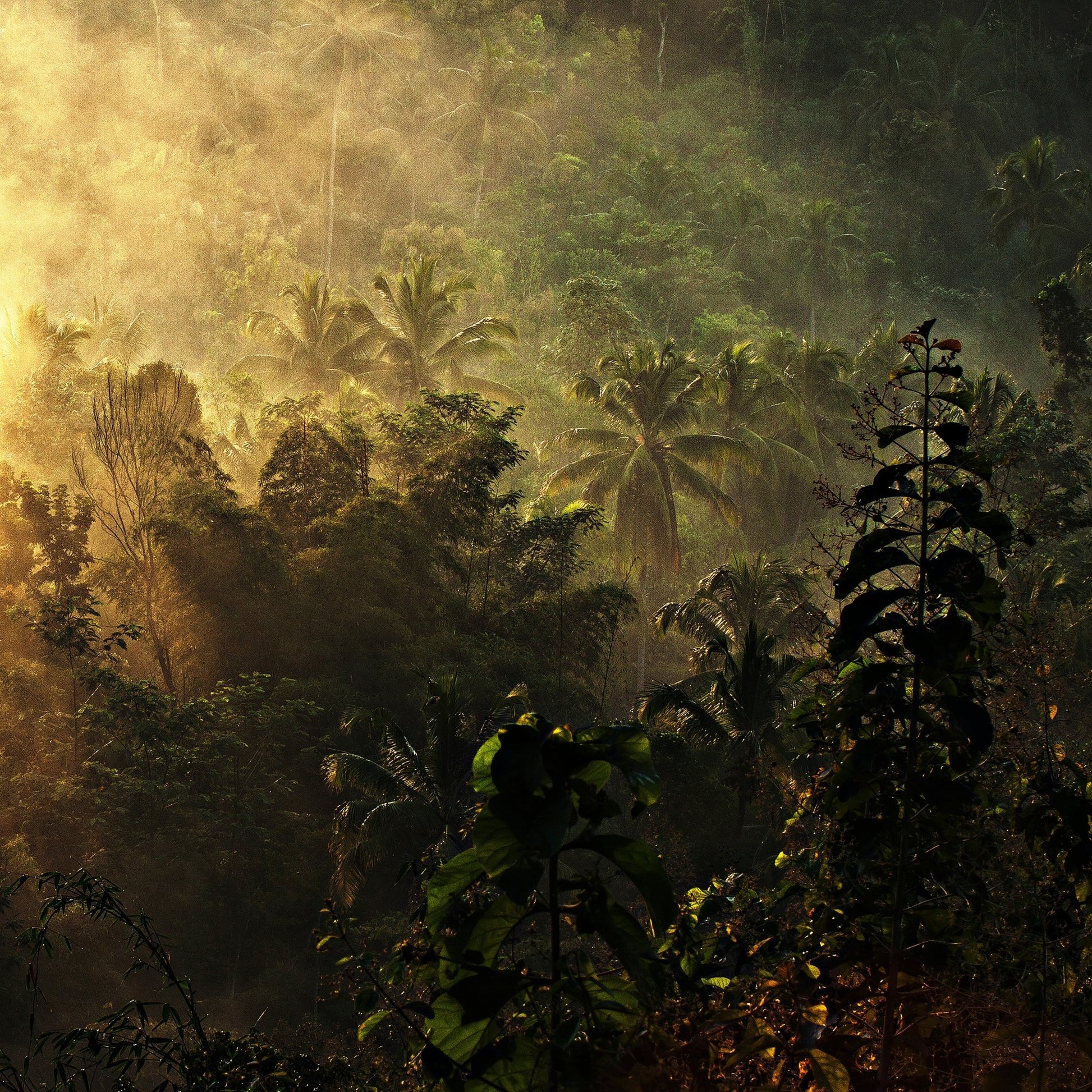 The Atmosphere Of The Morning