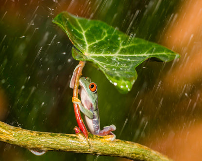 Tropical Frog Umbrella