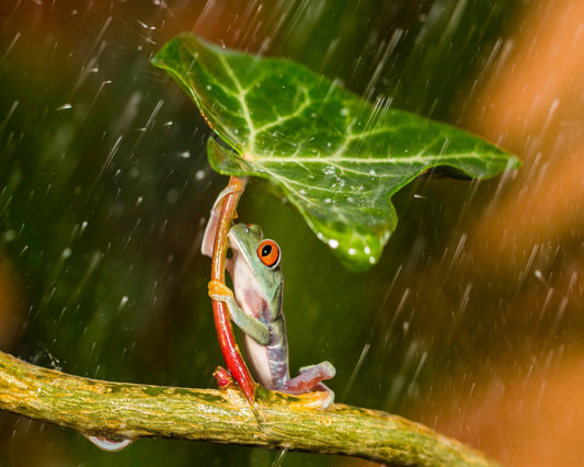 Tropical Frog Umbrella