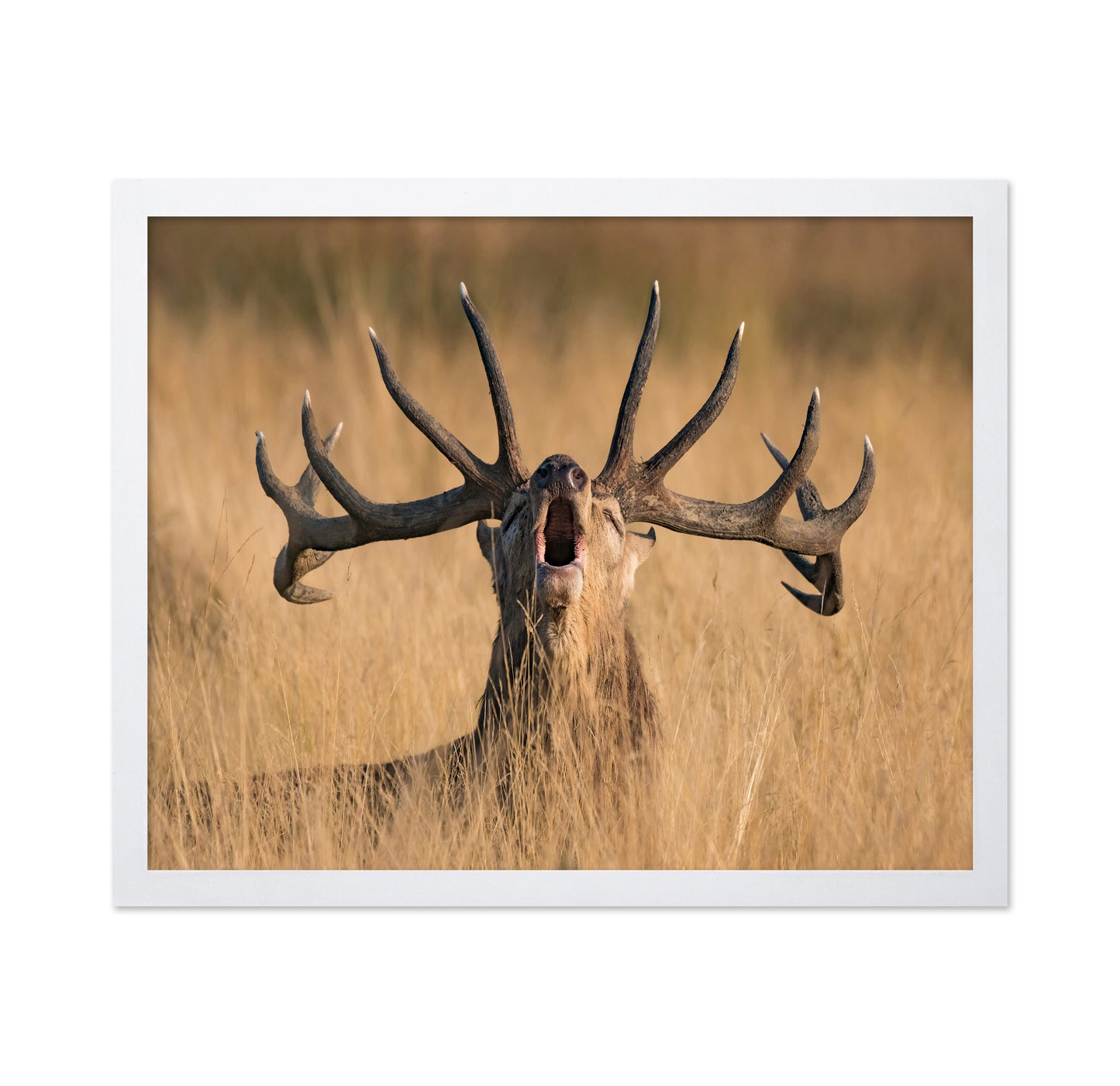Ready to Rut