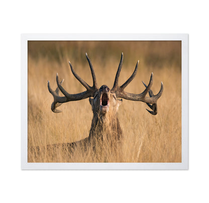 Ready to Rut