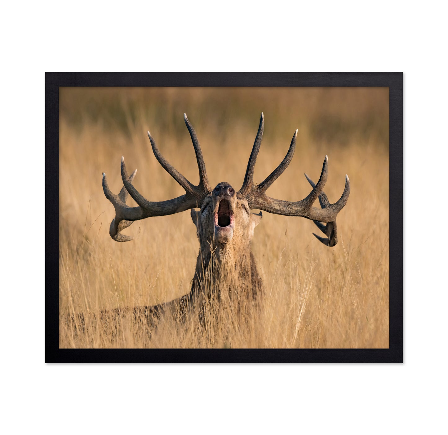 Ready to Rut