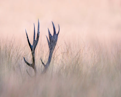 Horn of Stag