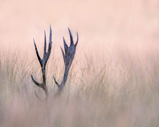 Horn of Stag