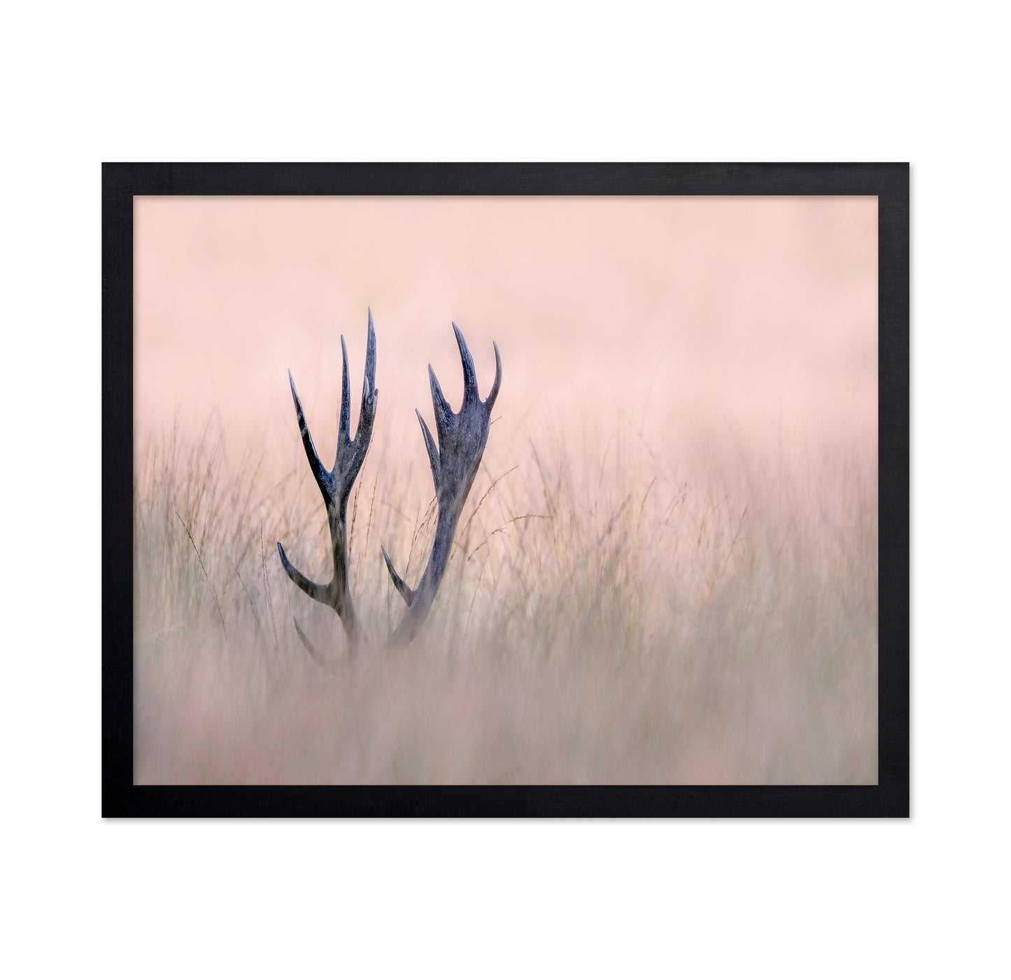 Horn of Stag