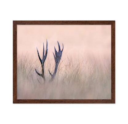 Horn of Stag