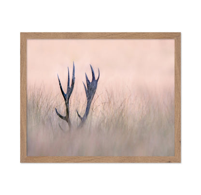 Horn of Stag
