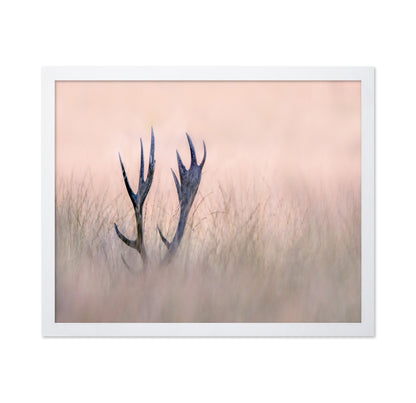 Horn of Stag