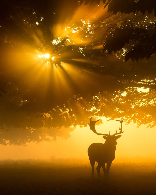 Mist On Tree Cant Stop Sunshine