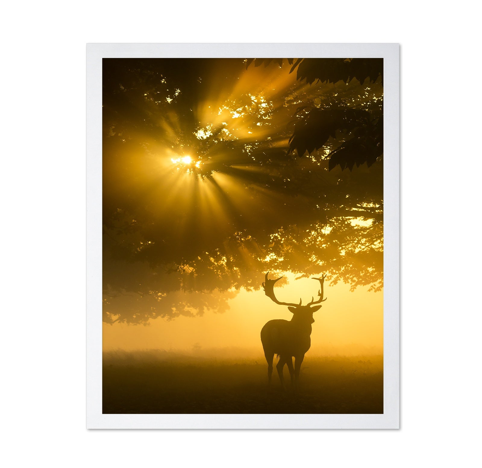 Mist On Tree Cant Stop Sunshine