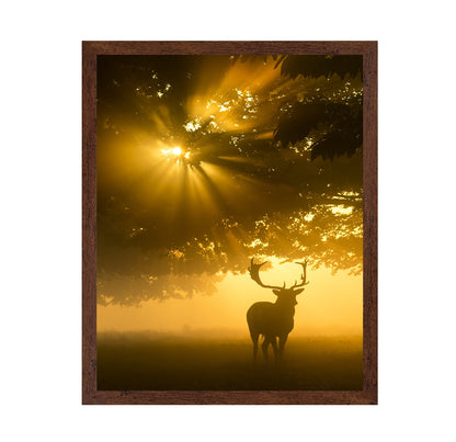 Mist On Tree Cant Stop Sunshine