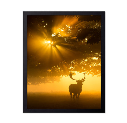 Mist On Tree Cant Stop Sunshine
