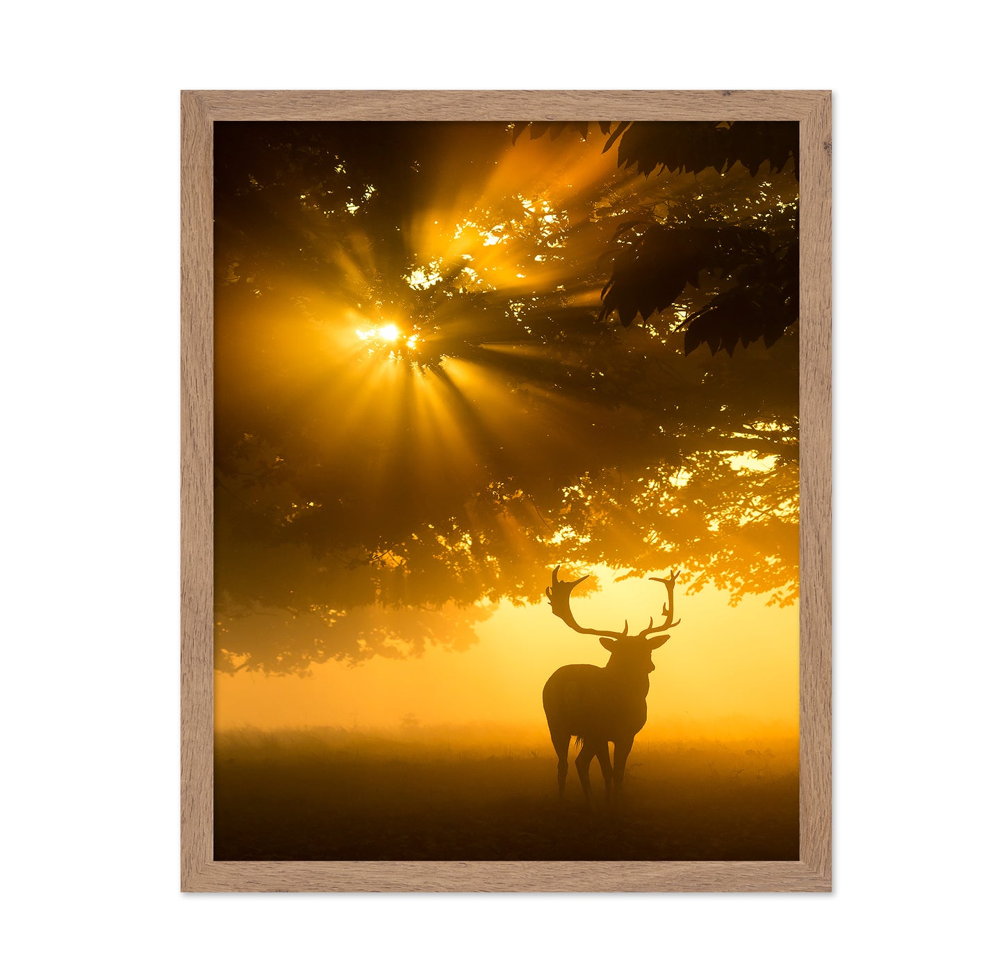 Mist On Tree Cant Stop Sunshine