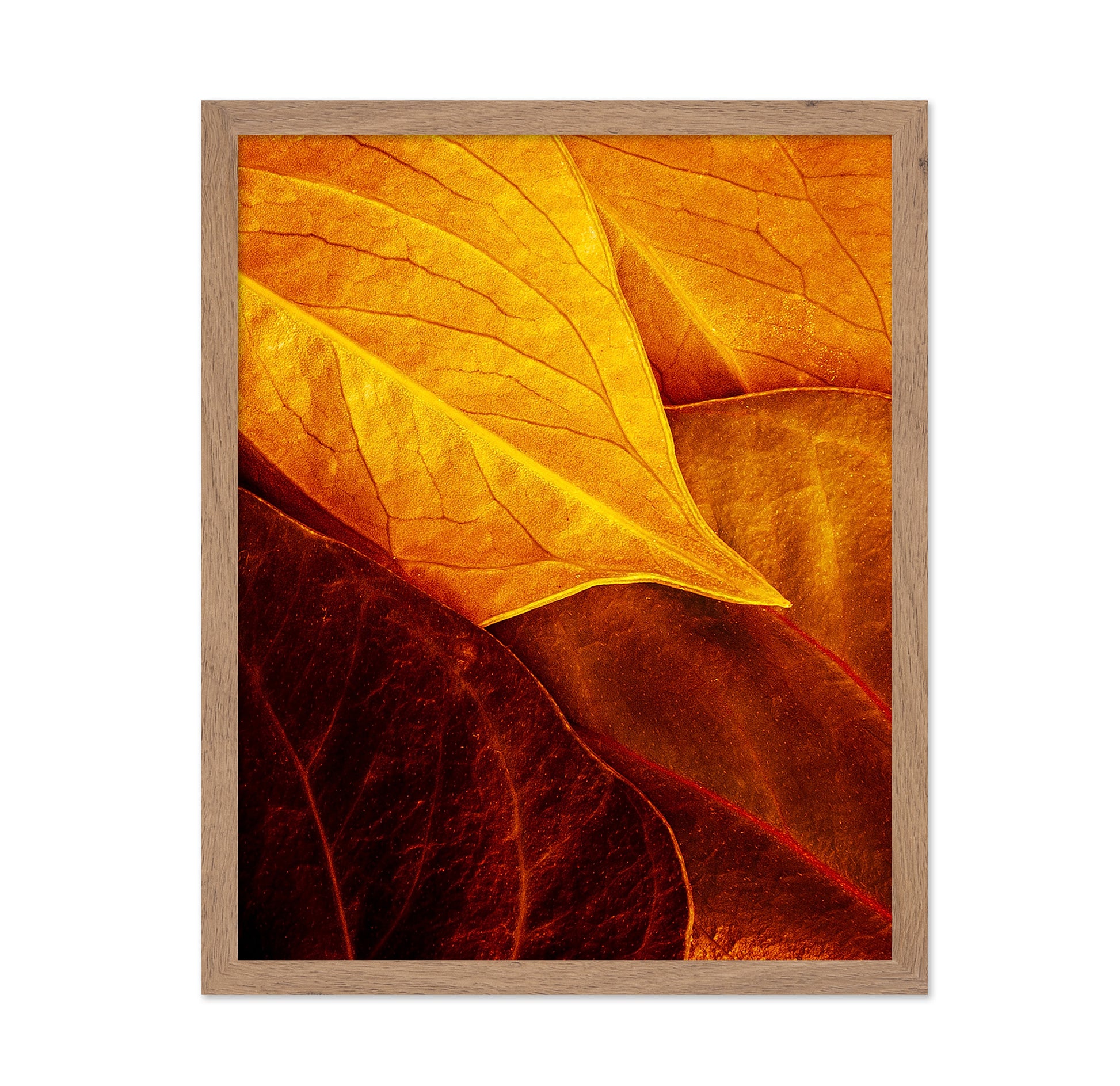 Leaves