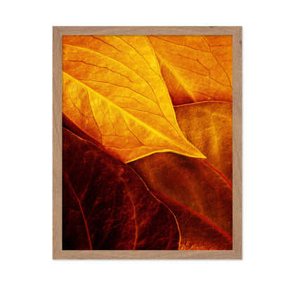 Leaves