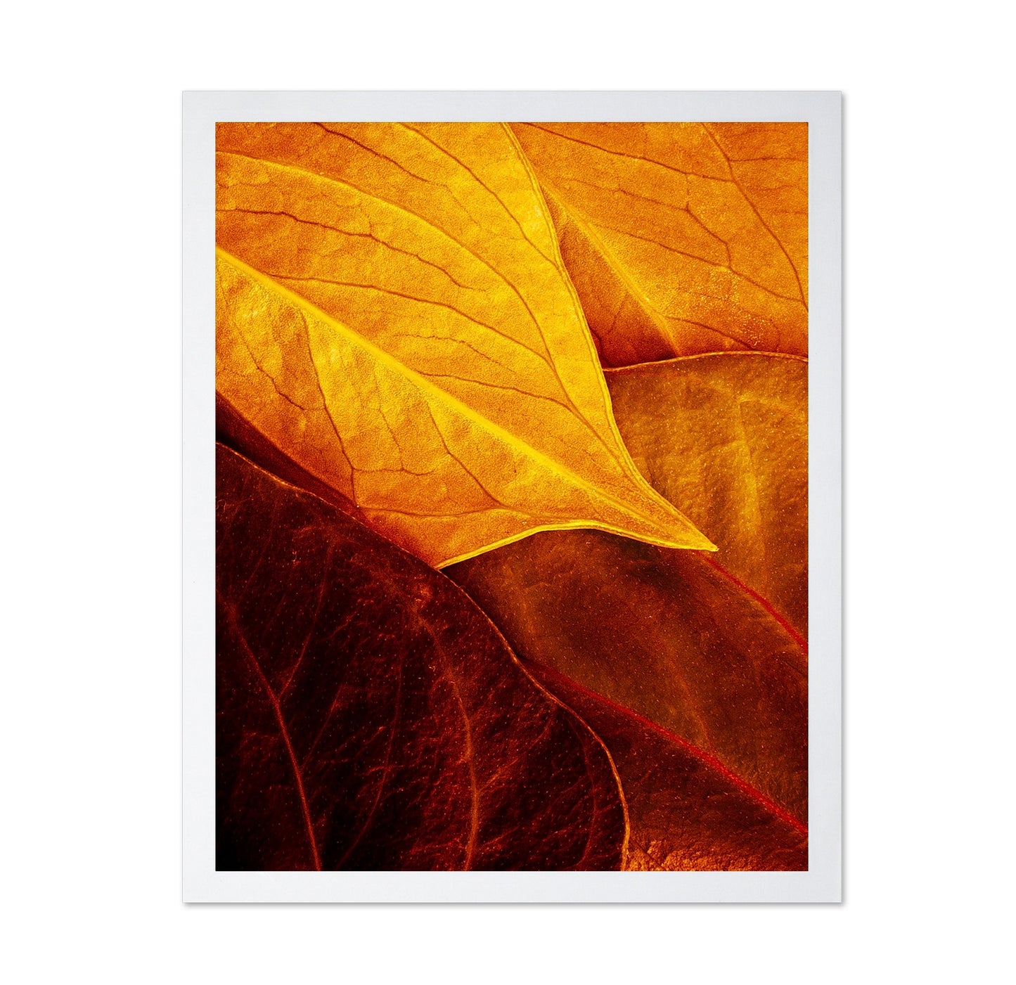 Leaves