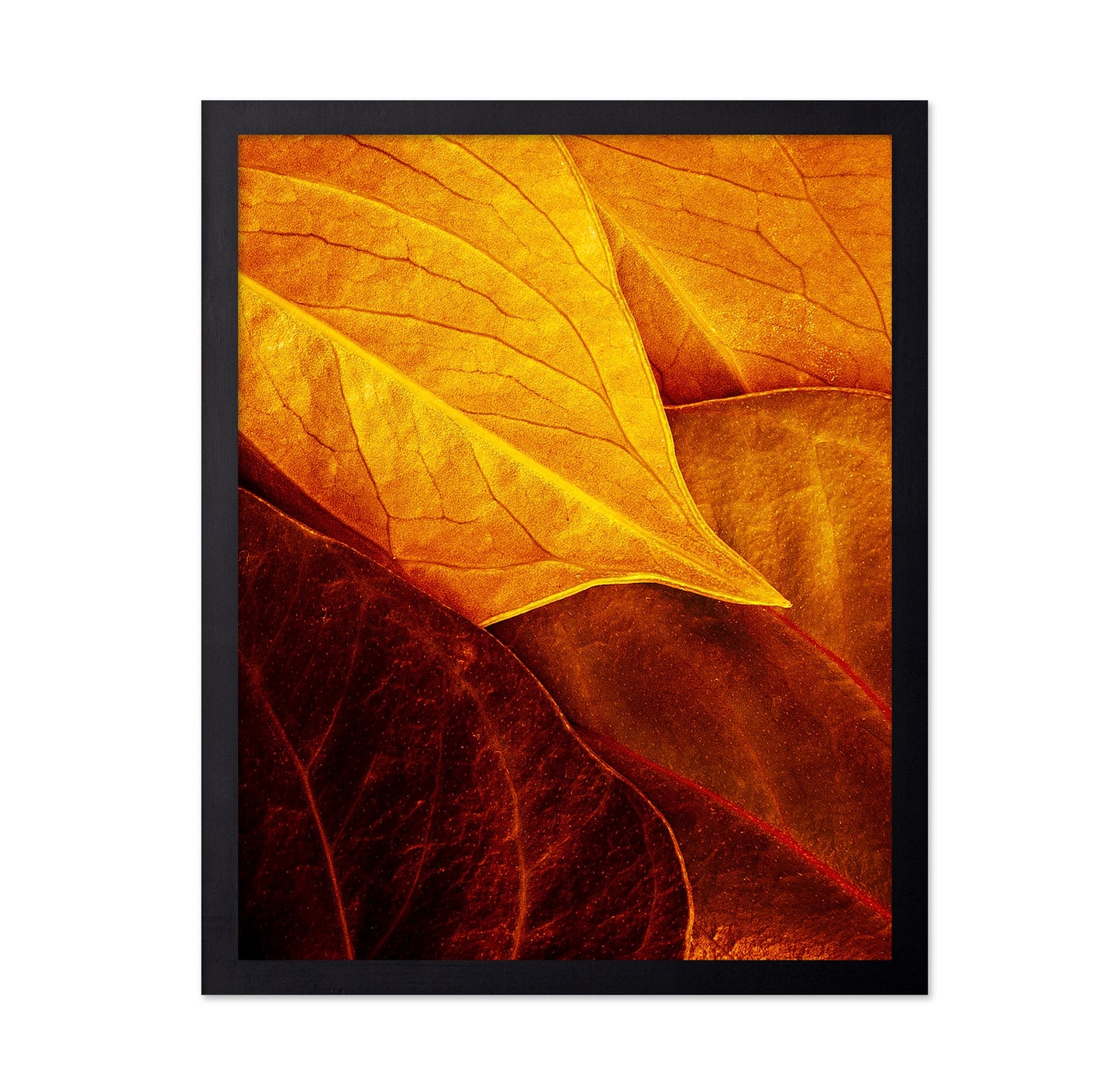 Leaves
