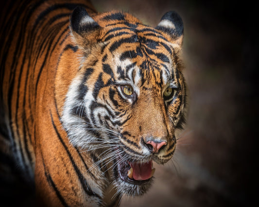 Sumatran Tiger