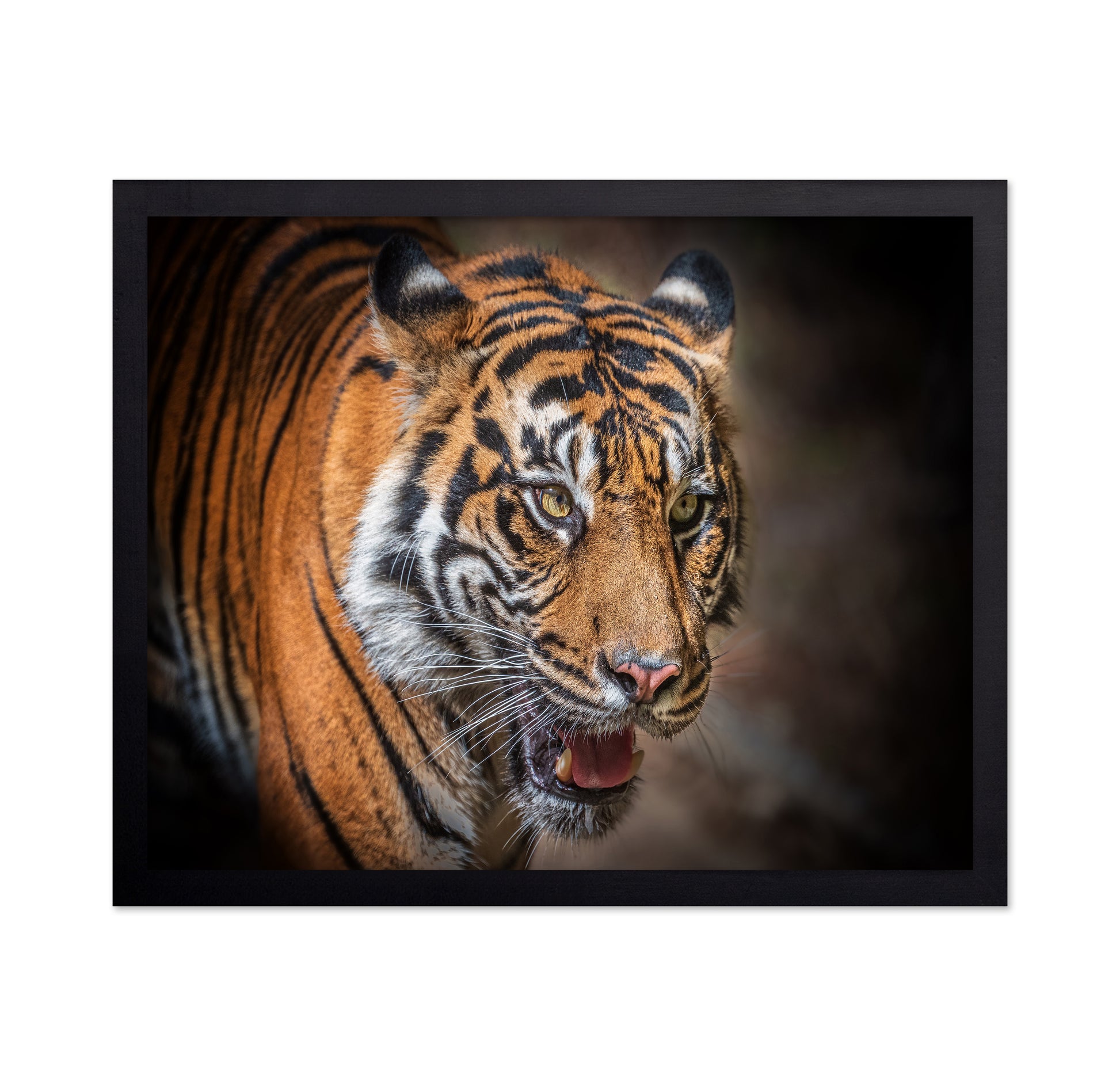 Sumatran Tiger