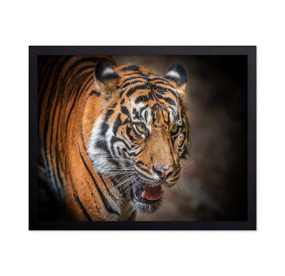 Sumatran Tiger