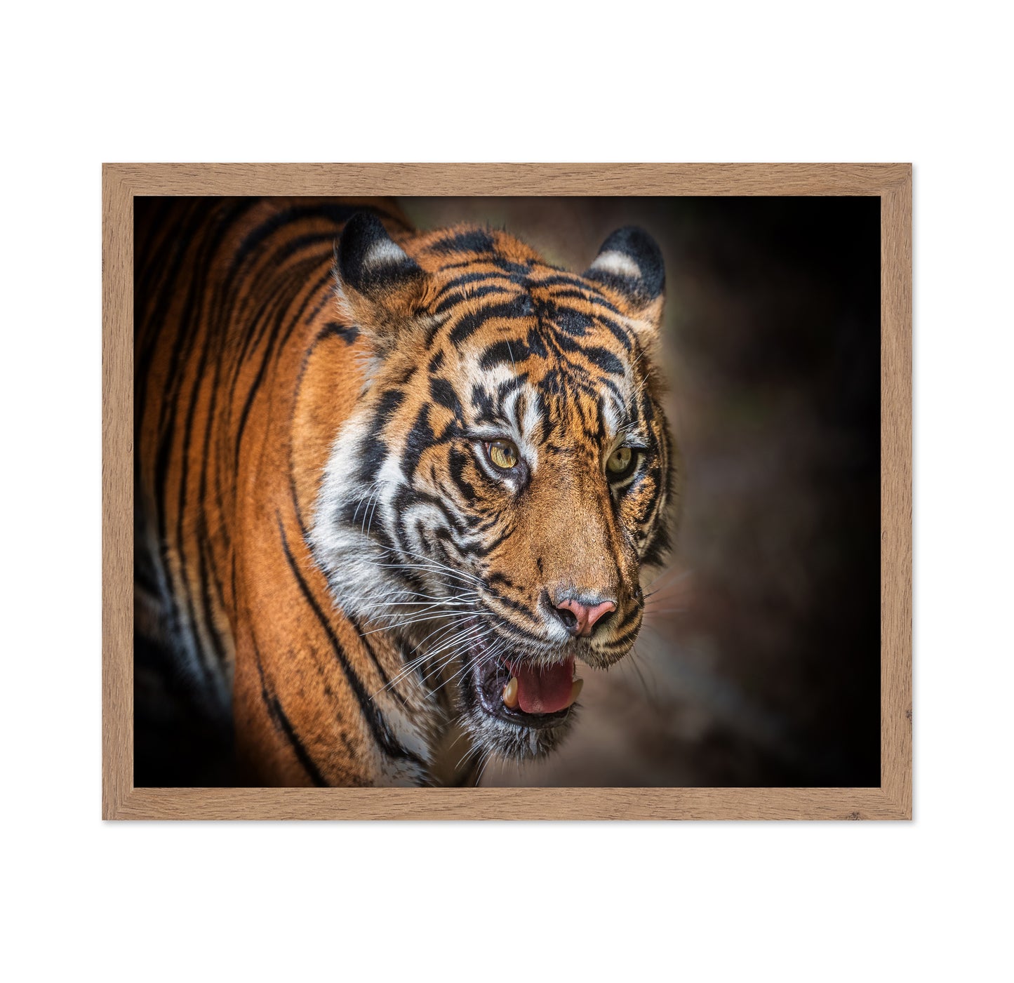 Sumatran Tiger