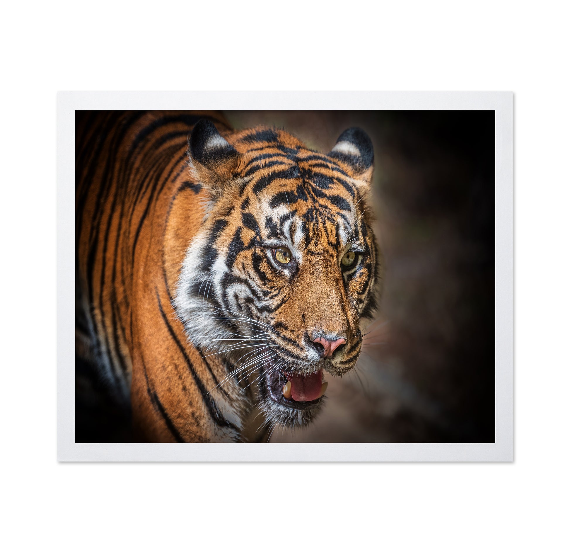 Sumatran Tiger