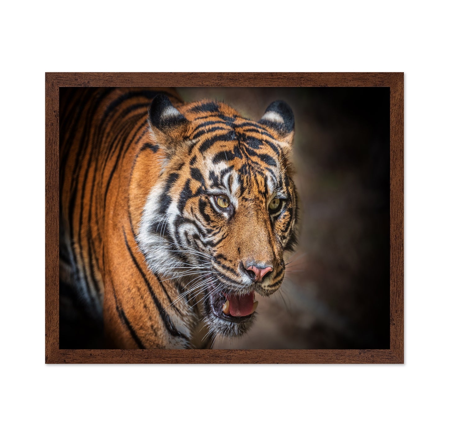 Sumatran Tiger